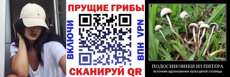 Псилоцибиновые грибы прущие грибы  кракен   Мураши  купить наркотики сайты 
